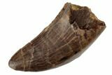 Serrated Tyrannosaur Tooth - Judith River Formation #192604-1